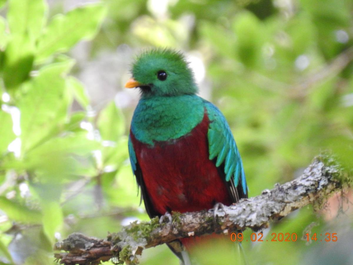 Miriam'S Quetzals Lodge San Gerardo de Dota Eksteriør billede