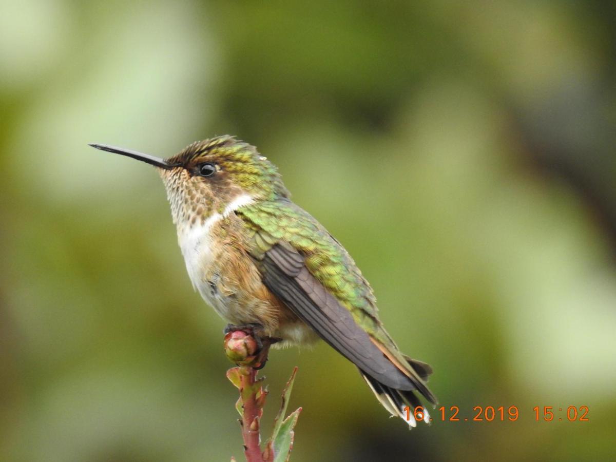 Miriam'S Quetzals Lodge San Gerardo de Dota Eksteriør billede