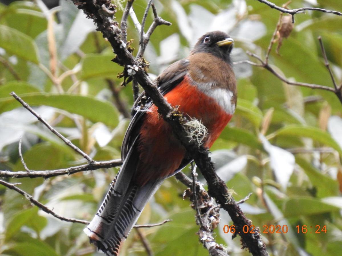 Miriam'S Quetzals Lodge San Gerardo de Dota Eksteriør billede