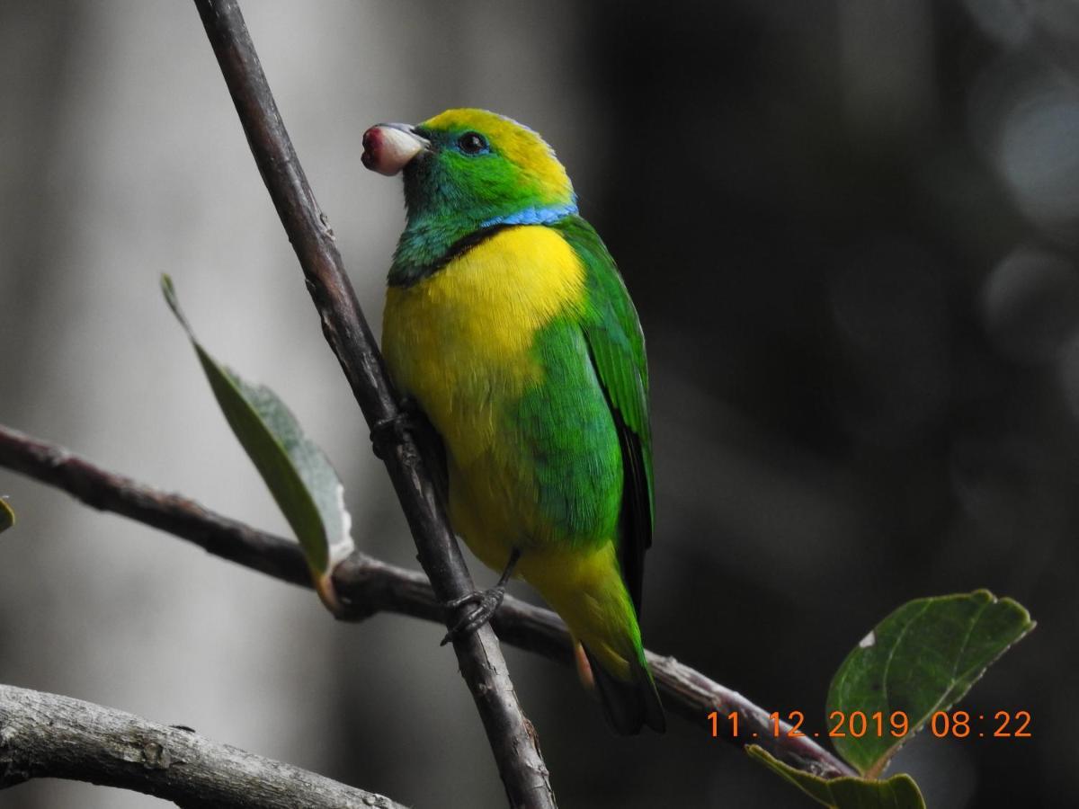 Miriam'S Quetzals Lodge San Gerardo de Dota Eksteriør billede