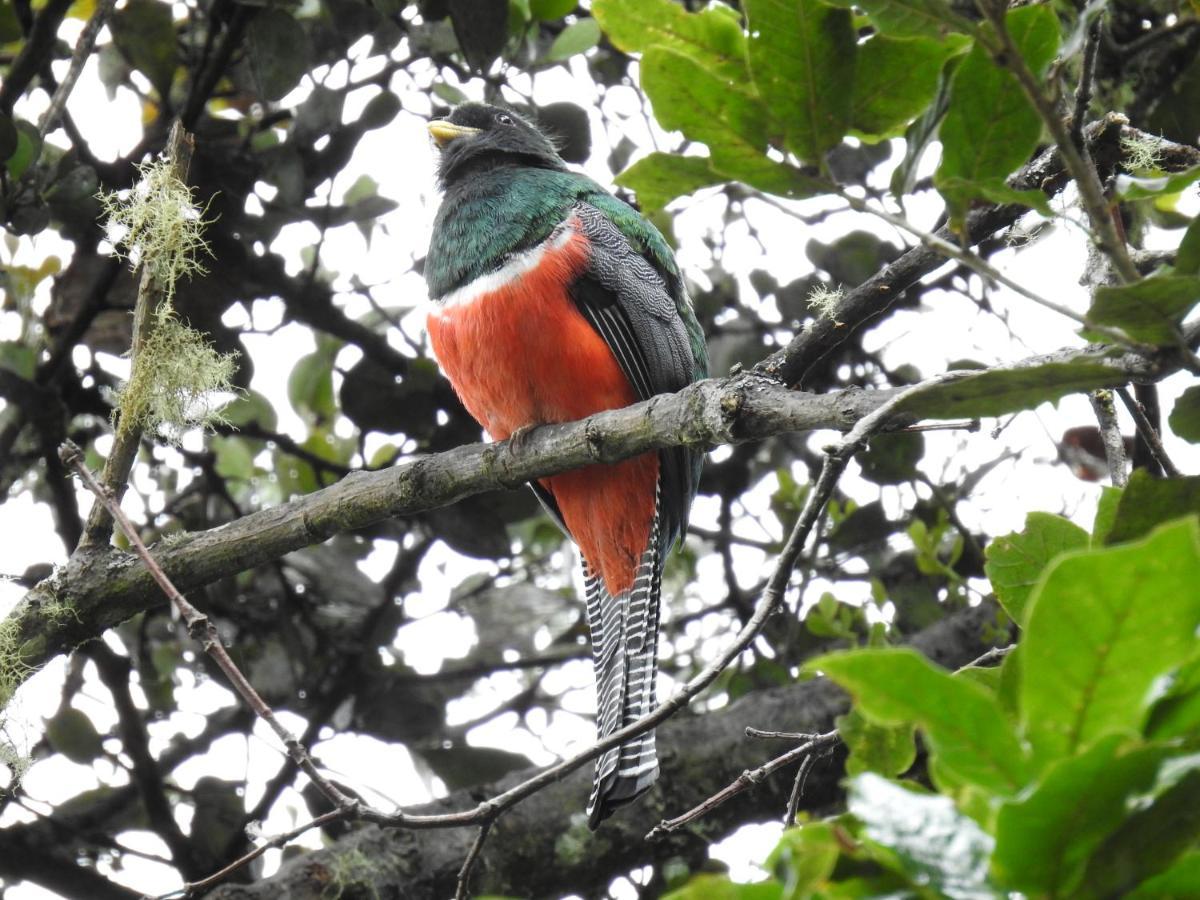 Miriam'S Quetzals Lodge San Gerardo de Dota Eksteriør billede
