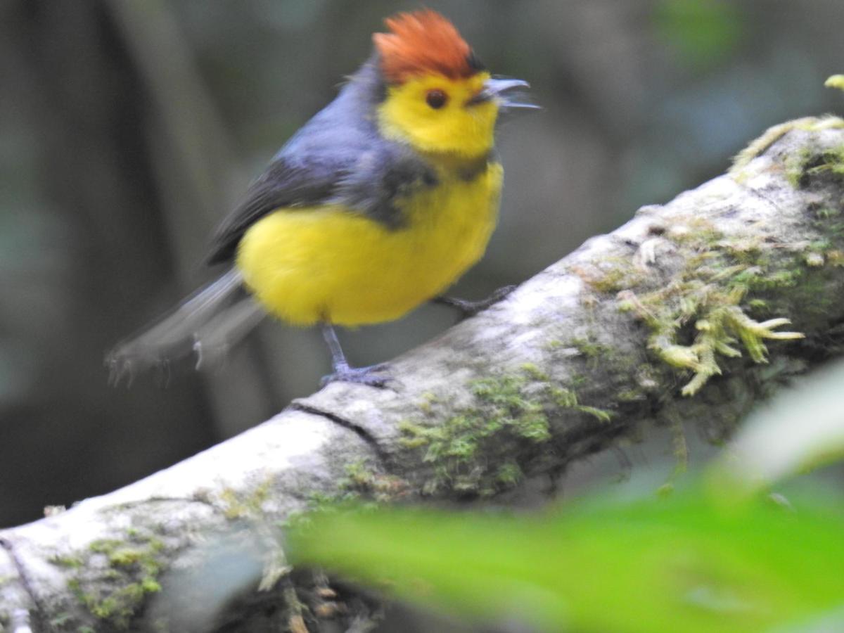 Miriam'S Quetzals Lodge San Gerardo de Dota Eksteriør billede