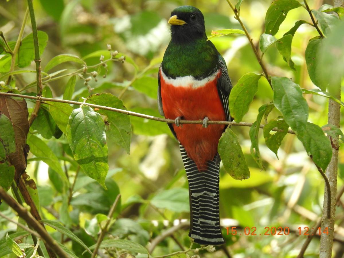 Miriam'S Quetzals Lodge San Gerardo de Dota Eksteriør billede