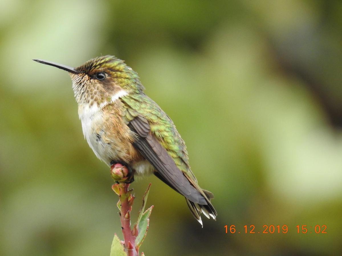 Miriam'S Quetzals Lodge San Gerardo de Dota Eksteriør billede