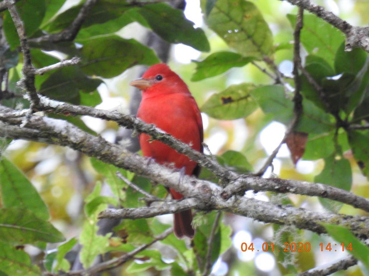 Miriam'S Quetzals Lodge San Gerardo de Dota Eksteriør billede