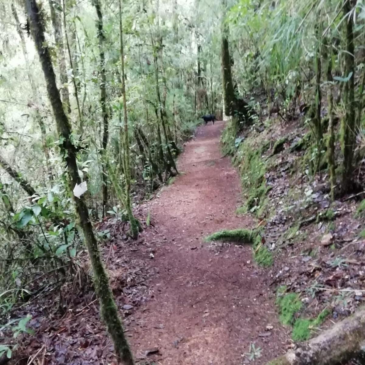 Miriam'S Quetzals Lodge San Gerardo de Dota Eksteriør billede