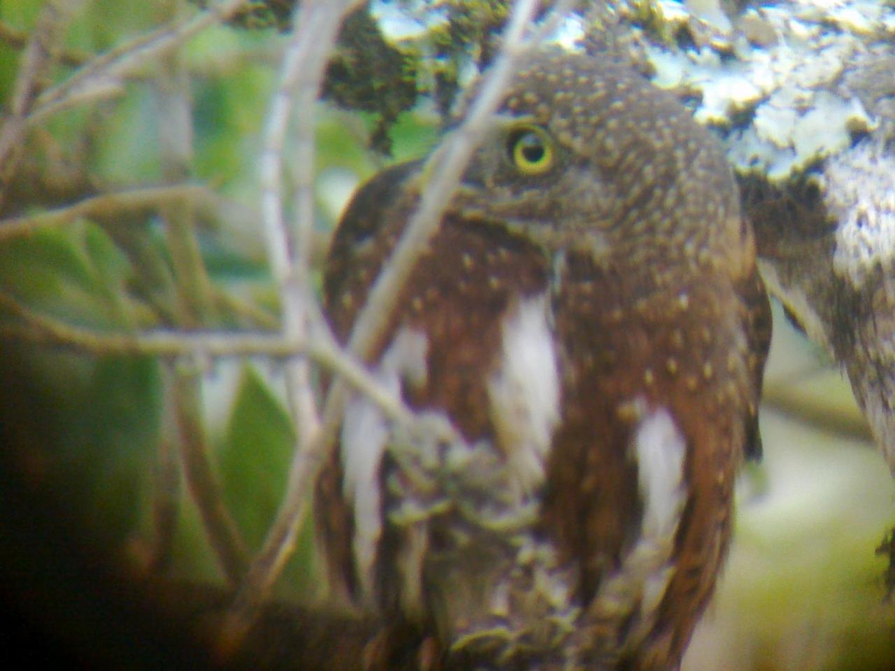 Miriam'S Quetzals Lodge San Gerardo de Dota Eksteriør billede