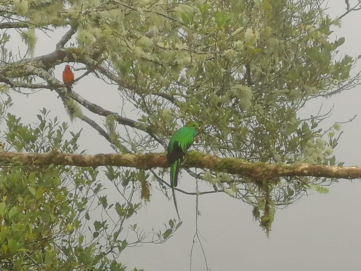 Miriam'S Quetzals Lodge San Gerardo de Dota Eksteriør billede